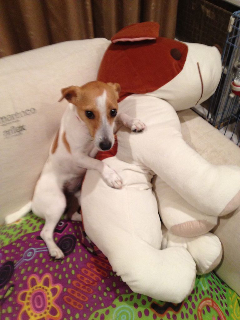 うちのバカ犬のこと 感謝祭ご来館御礼 四方山話 フタバスタッフのつぶやき うちのバカ犬のこと 感謝祭ご来館御礼 四方山話 フタバスタッフのつぶやき