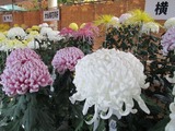 IMG_0243 - °µ½Ì¡¼