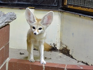 feneku