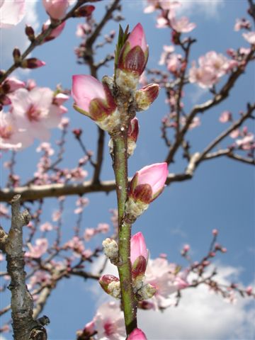 花咲くアーモンドの木の枝