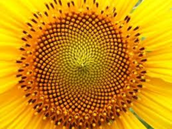 888