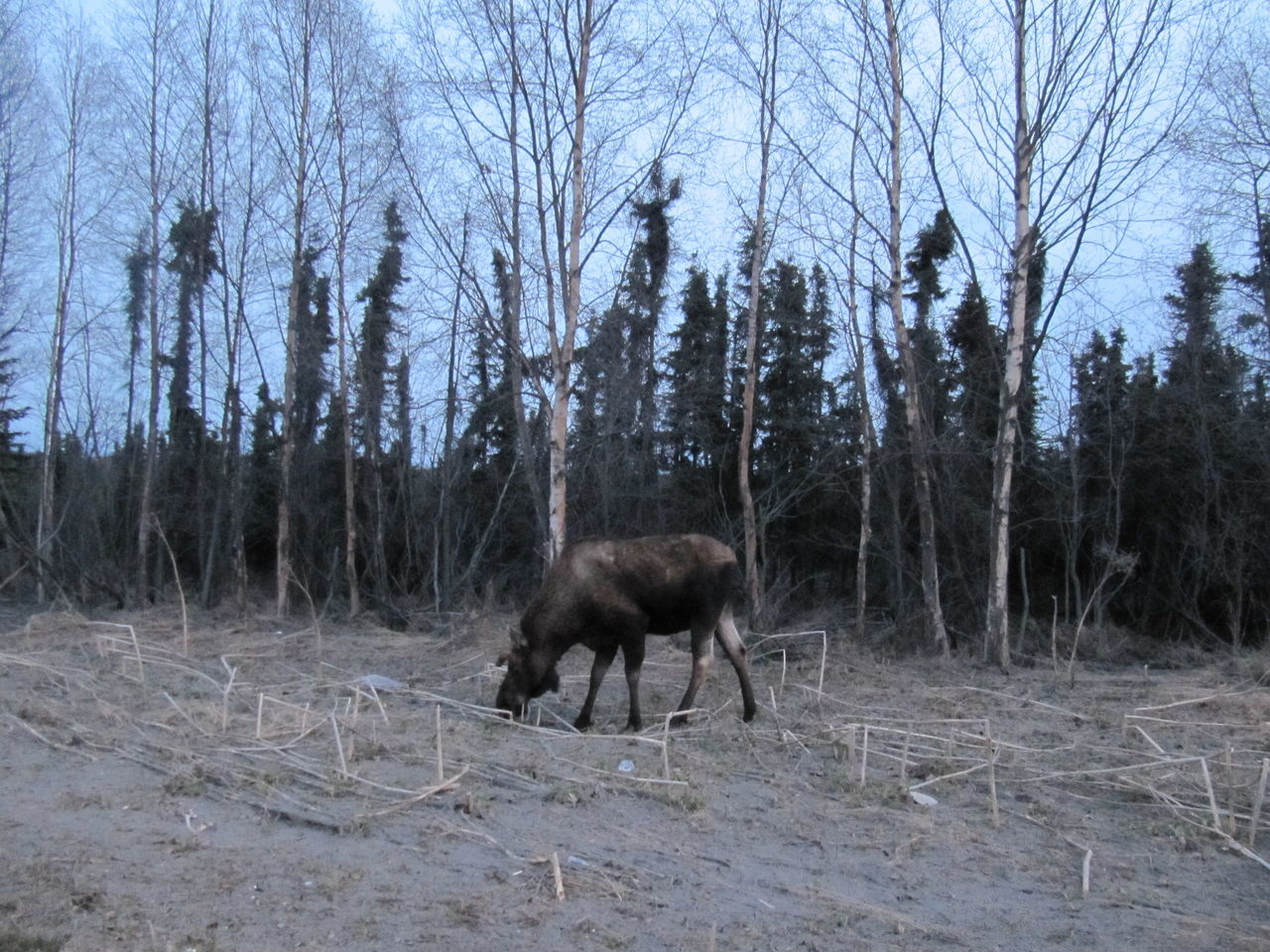 アラスカへ 留学のインターサポート インサポ通信