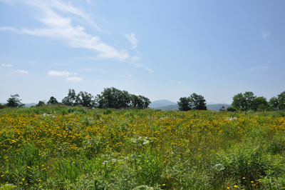 滝の川墓地と花と新時代の墓地