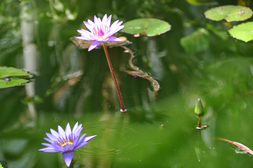 蓮華の花たち
