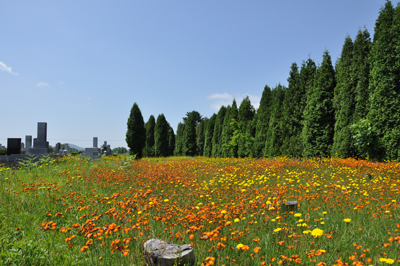 滝の川墓地と花1