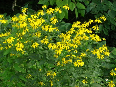 IMGP3795
