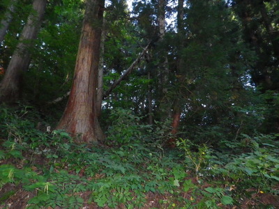 IMGP6048