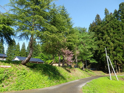 IMGP5433