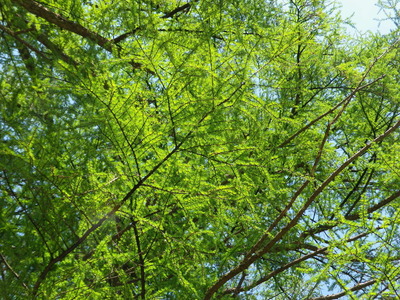 IMGP5426
