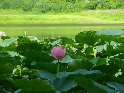 IMGP3507