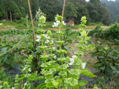 IMGP3774