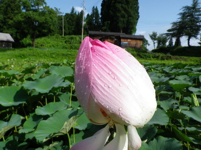 IMGP3502