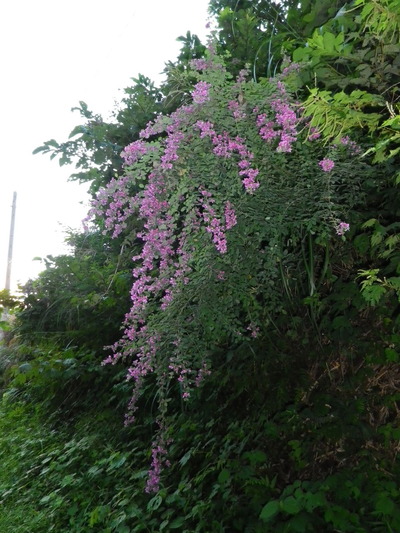 IMGP6065