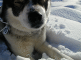ab0efb8e.gif