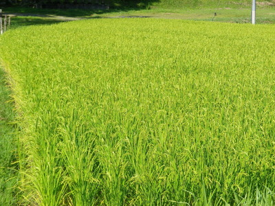 IMGP3954