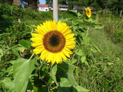 IMGP4101