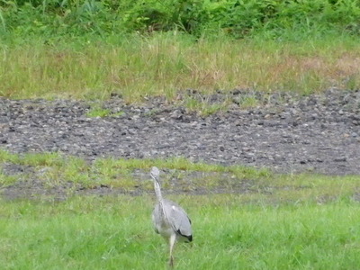 IMGP3960