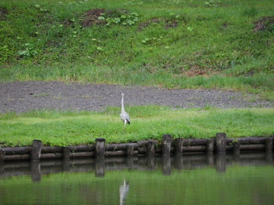 IMGP3958