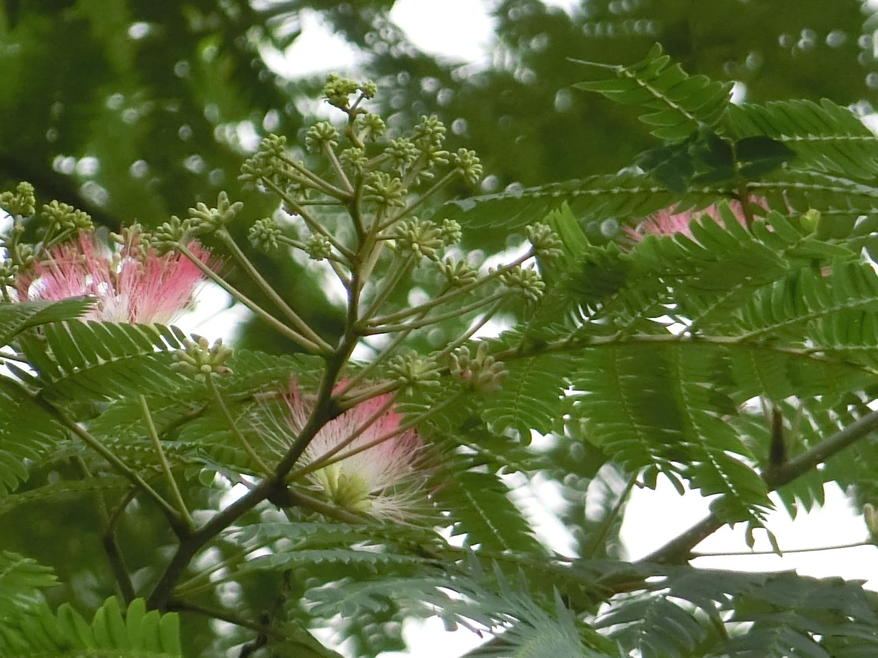 合歓の花 ミティラー美術館徒然草