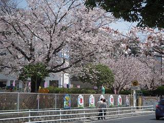 桜