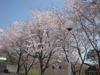 桜1