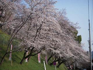 鶴山公園4