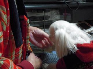更紗7