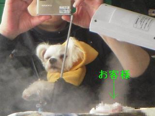更紗4