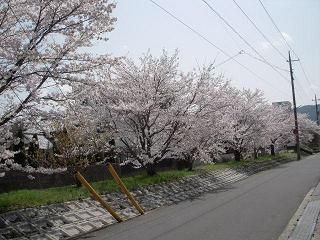 桜2