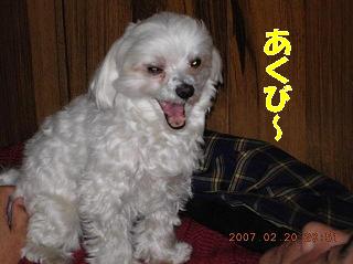 更紗2