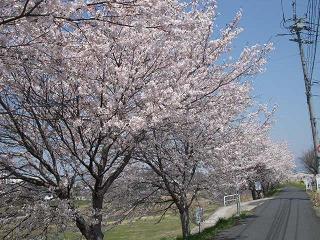 桜