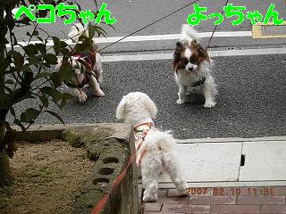更紗4