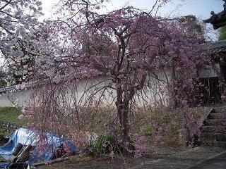 桜4