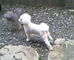 ハッピーちゃんと更紗