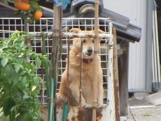 ワンコ