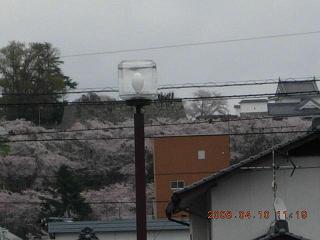 お花見2