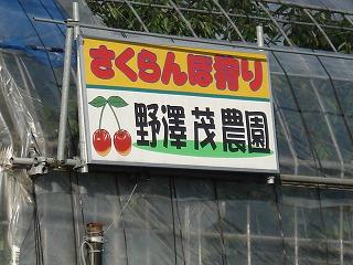 さくらんぼ1