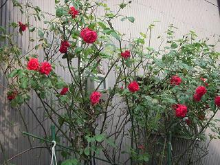 薔薇