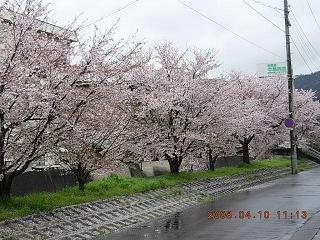 お花見1