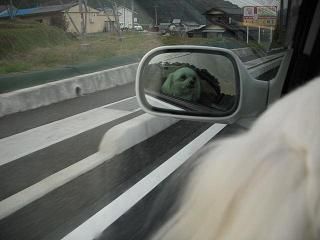 更紗8