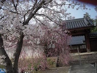 桜3