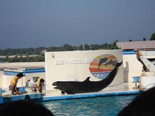 美ら海水族館12