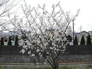 梅1