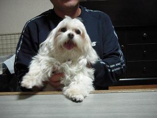 マルチーズ9