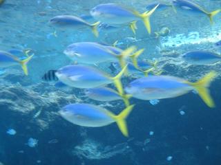 美ら海水族館9