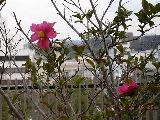 椿の花