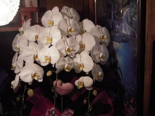 蘭の花