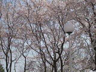 桜2