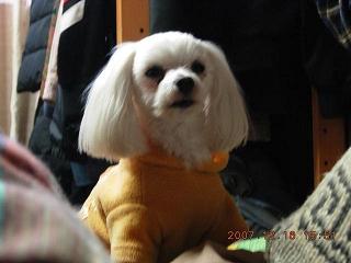 更紗2