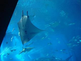 美ら海水族館8